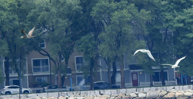 Gulls chase booby