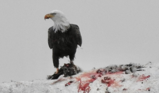 Eagle is not a fastidious eater; blood and gore everywhere atop the Rock