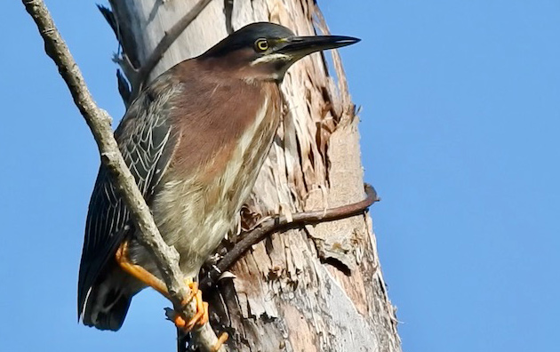 Green heron in repose in a tree