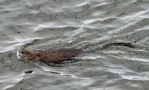 Muskrat in Jamaica Pond