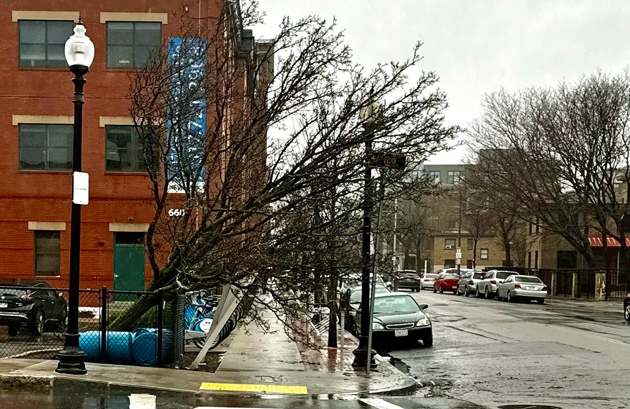 Tree partially knocked over in the South End