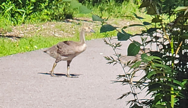 Goose on Neponset Riverwalk