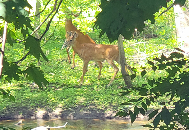 Deer on Neponset Riverwalk