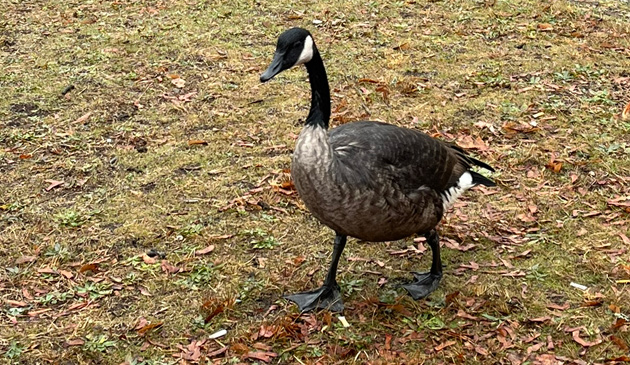 Goose covered in oil at Clemente Field