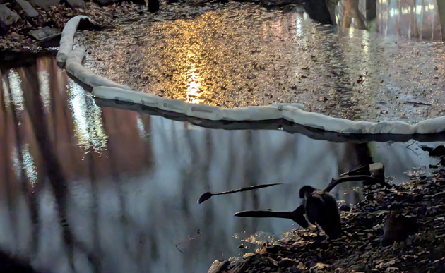 Goose near a boom set down in the river