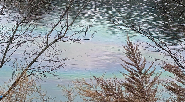 Oil sheen on Muddy River in front of 401 Park