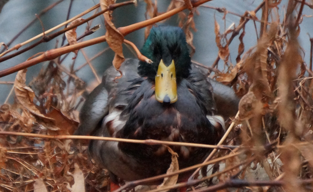 Mallard in oil