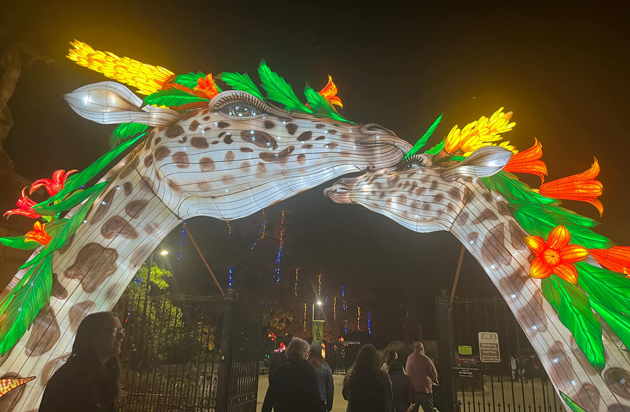 Illuminated giraffes