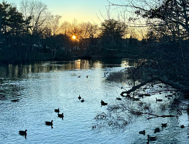 Sunset over the Charles and waterfowl