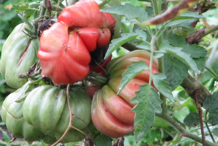 Gourds